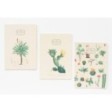 Pack 3 Botanical Cacti A5 Notebook